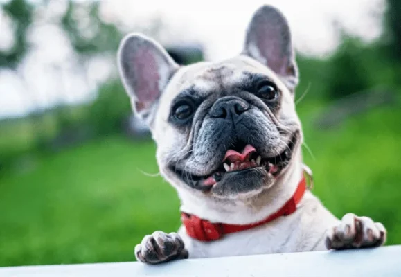 history of the french bulldog